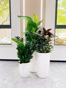 杭州湾绿植租摆设计，让空间焕发生机与绿意